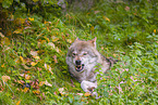 eurasian greywolf