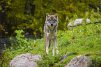 eurasian greywolf