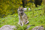 eurasian greywolf