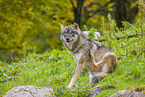 eurasian greywolf