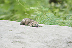 eurasian greywolf