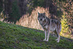 eurasian greywolf