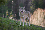 eurasian greywolf