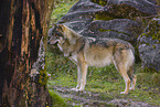 eurasian greywolf