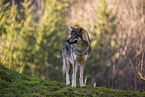 eurasian greywolf