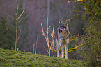 eurasian greywolf