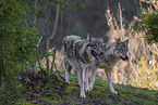 eurasian greywolves