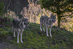 eurasian greywolves