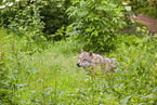 eurasian greywolf