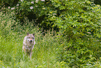 eurasian greywolf