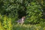 eurasian greywolf