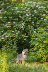 eurasian greywolf