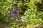 eurasian greywolf