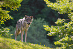 eurasian greywolf