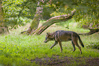 eurasian greywolf