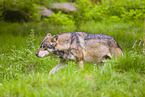 eurasian greywolf