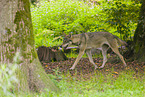 eurasian greywolf