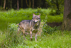 eurasian greywolf