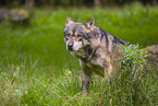 eurasian greywolf