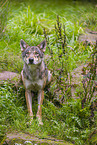 eurasian greywolf