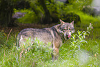 eurasian greywolf