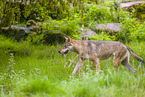 eurasian greywolf