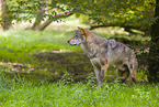 eurasian greywolf