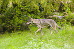 eurasian greywolf