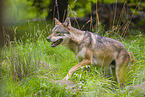 eurasian greywolf