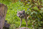 eurasian greywolf