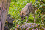 eurasian greywolf