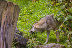 eurasian greywolf