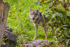 eurasian greywolf