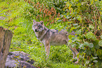 eurasian greywolf