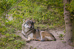 eurasian greywolf