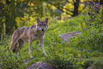 eurasian greywolf