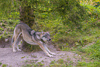 eurasian greywolf