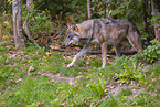 eurasian greywolf