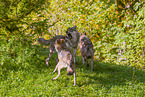 eurasian greywolves