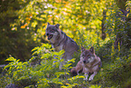 eurasian greywolves