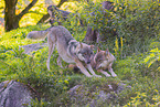 eurasian greywolves