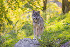 eurasian greywolf