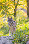 eurasian greywolf