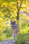 eurasian greywolf