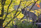 eurasian greywolf