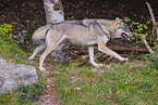 eurasian greywolf