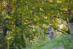 eurasian greywolf