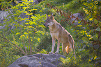 eurasian greywolf