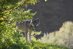 eurasian greywolf