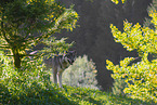 eurasian greywolf